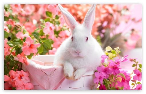 Cute Easter Bunny HD Wallpaper For Standard Fullscreen Uxga