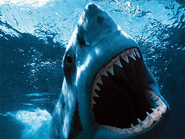 Great White Shark Wallpaper and Backgrounds 640 x 480   DeskPicture