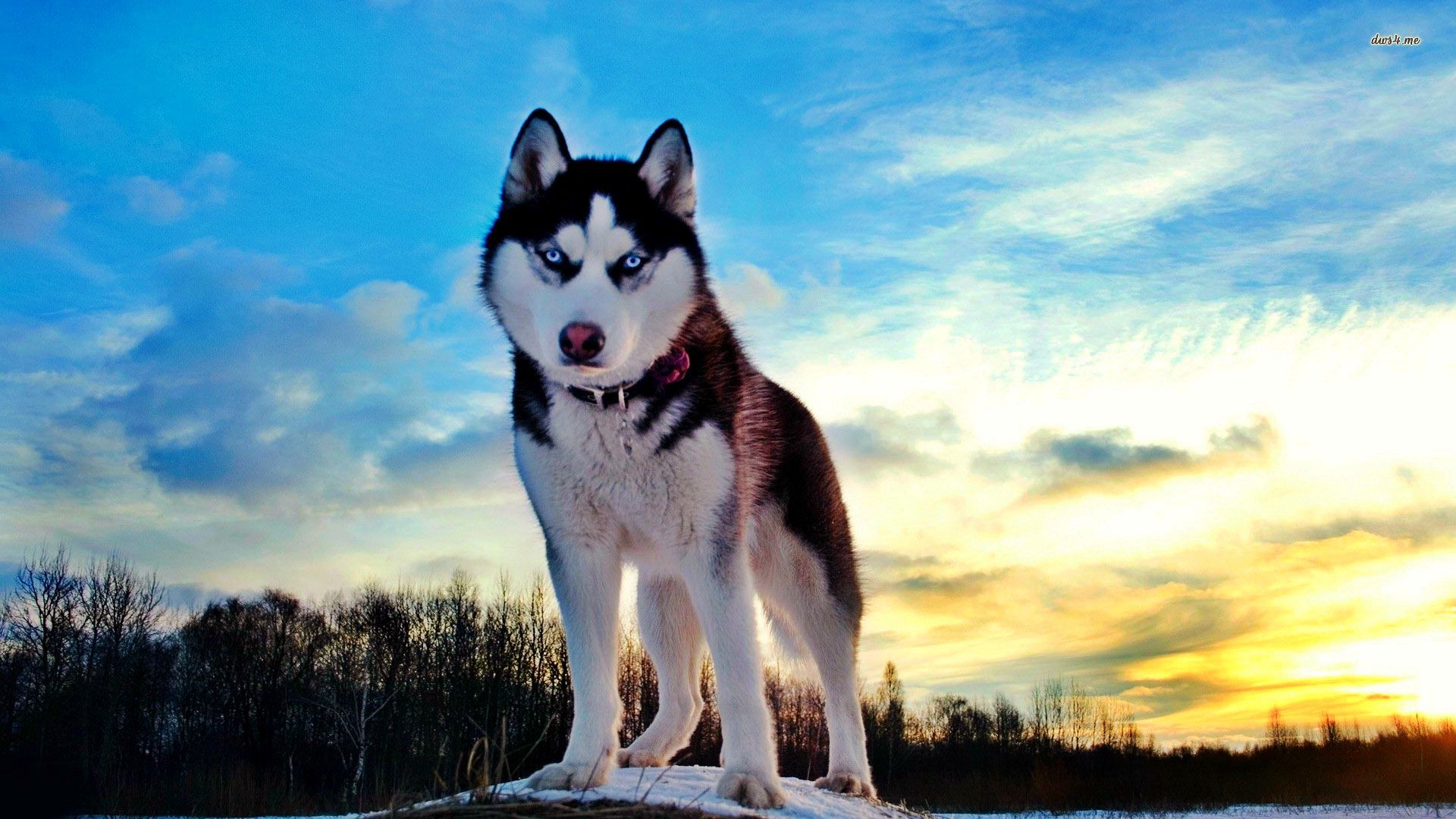 Siberian Husky Dog Temperament Training Pictures And