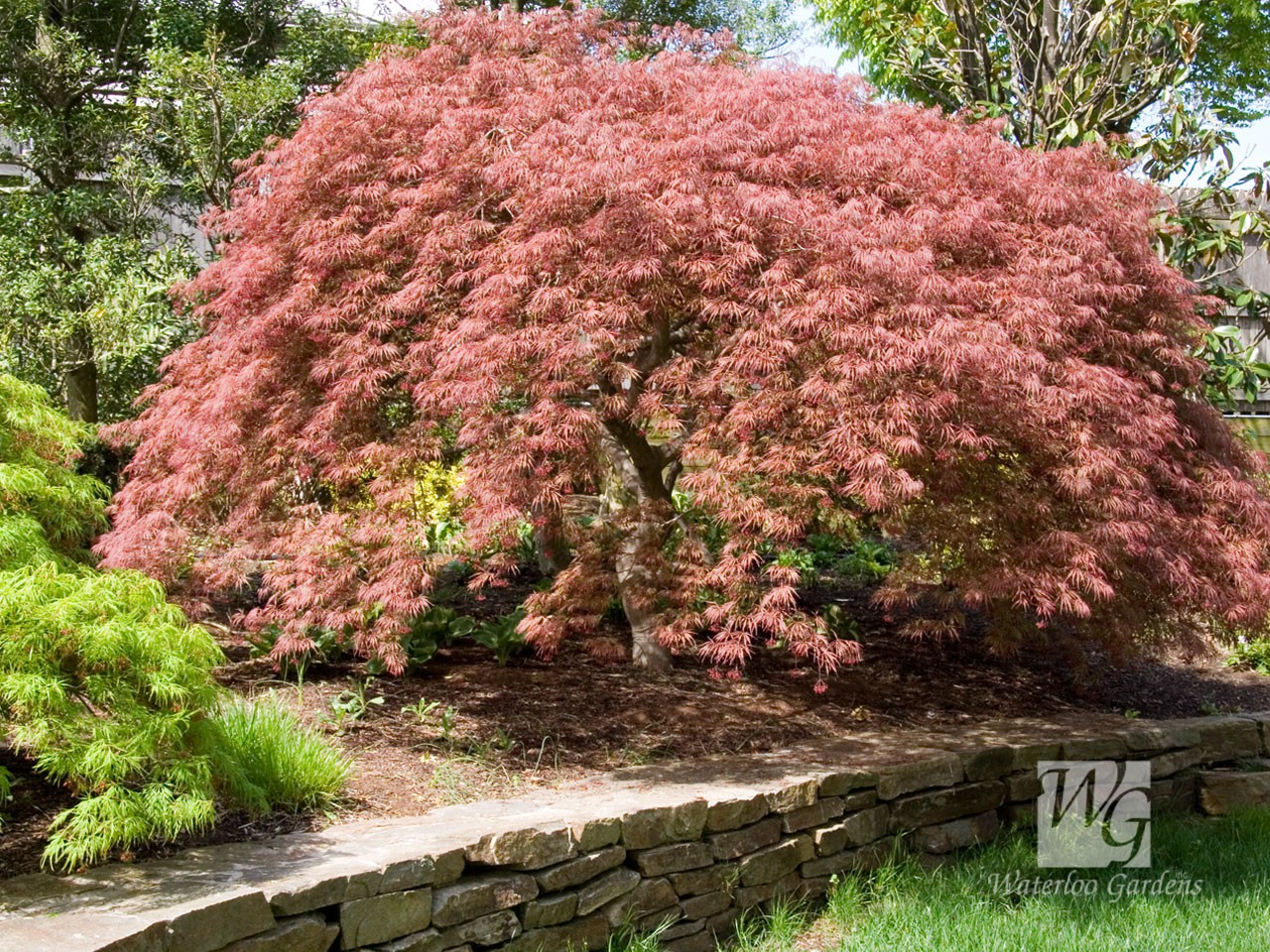 Japanese Maple Wallpaper Pictures