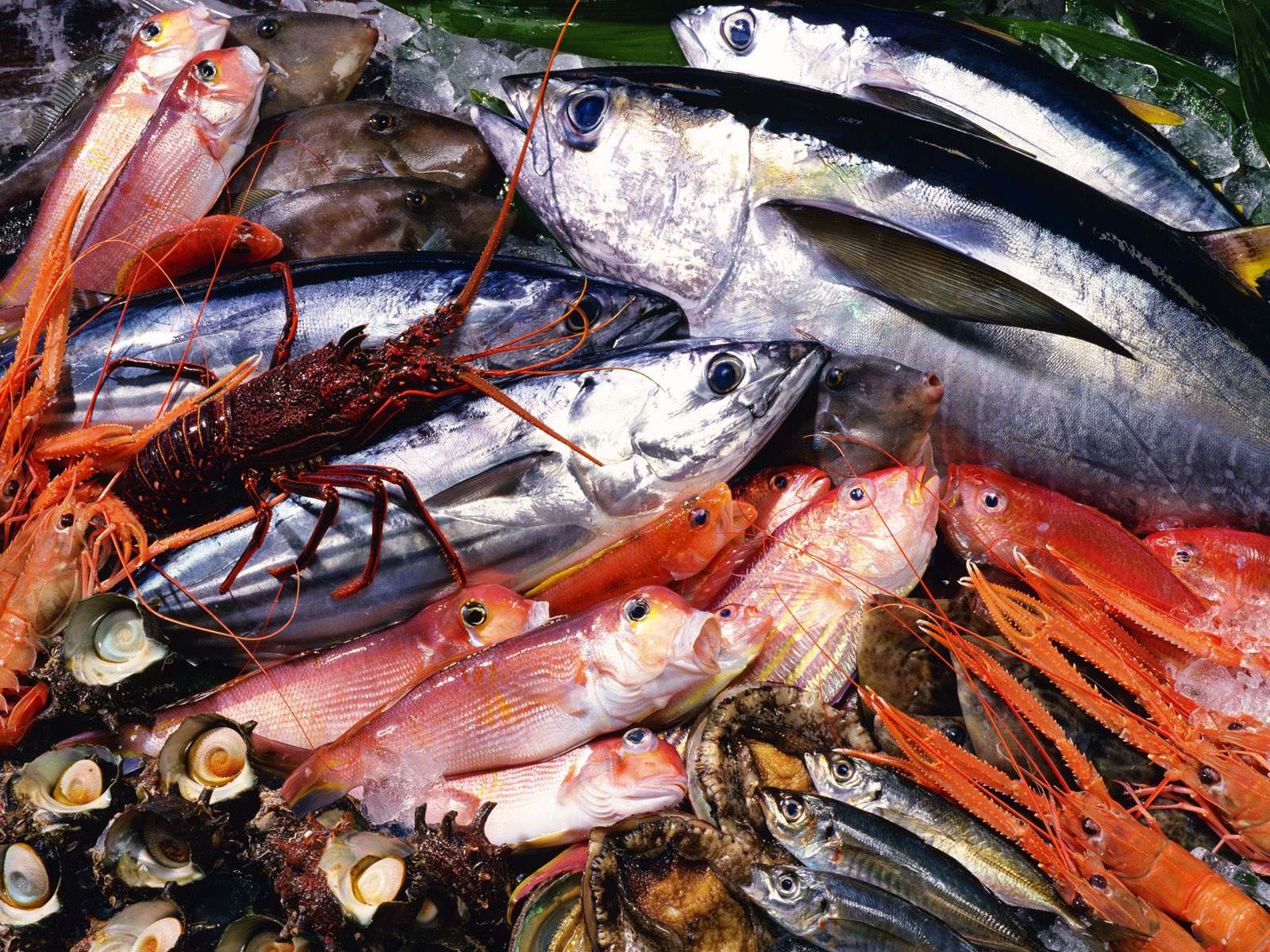 Seafood Wallpaper And Image Pictures Photos
