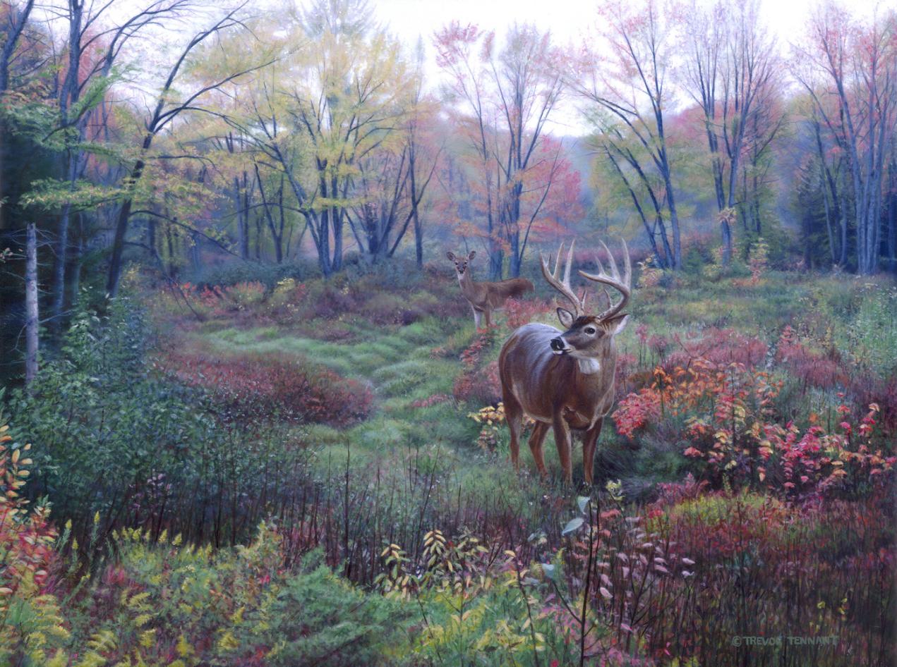 Whitetail Deer Painting Titled Autumn