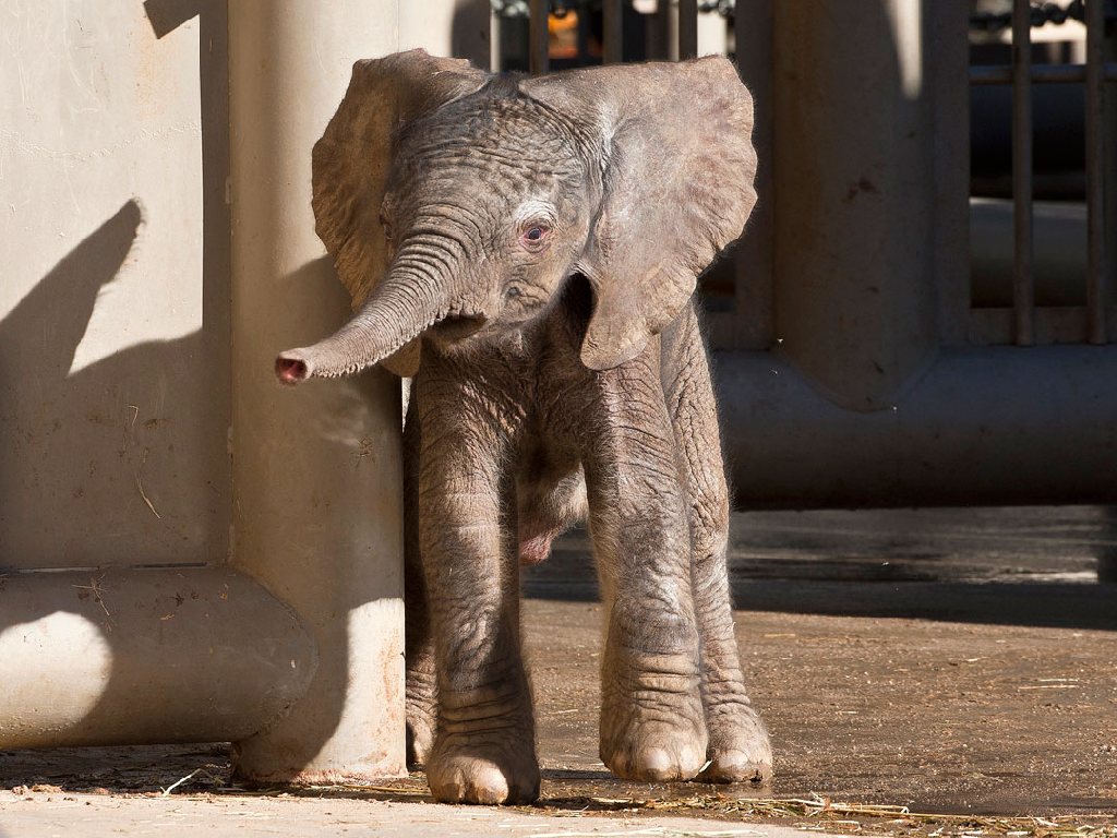 Cute Baby Elephant HD Wallpaper Daily Background In