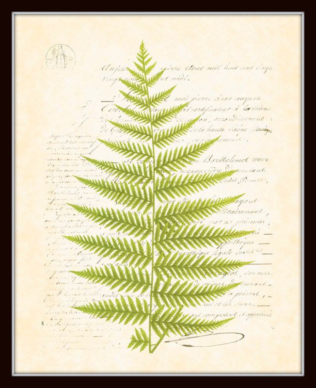 Antique Botanical Fern Print Plate On Sepia French Script Background