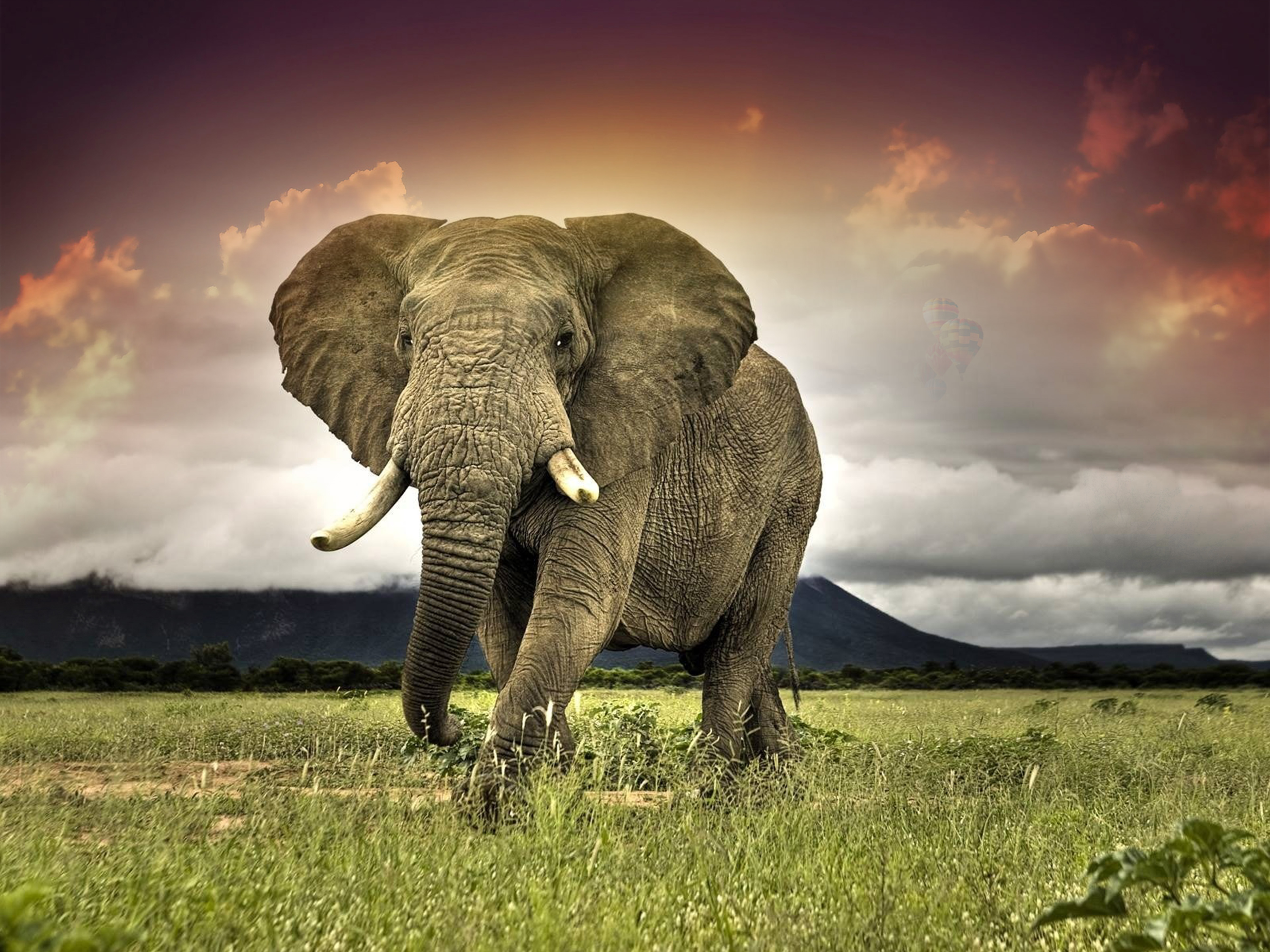 African Bush Elephant Wallpaper