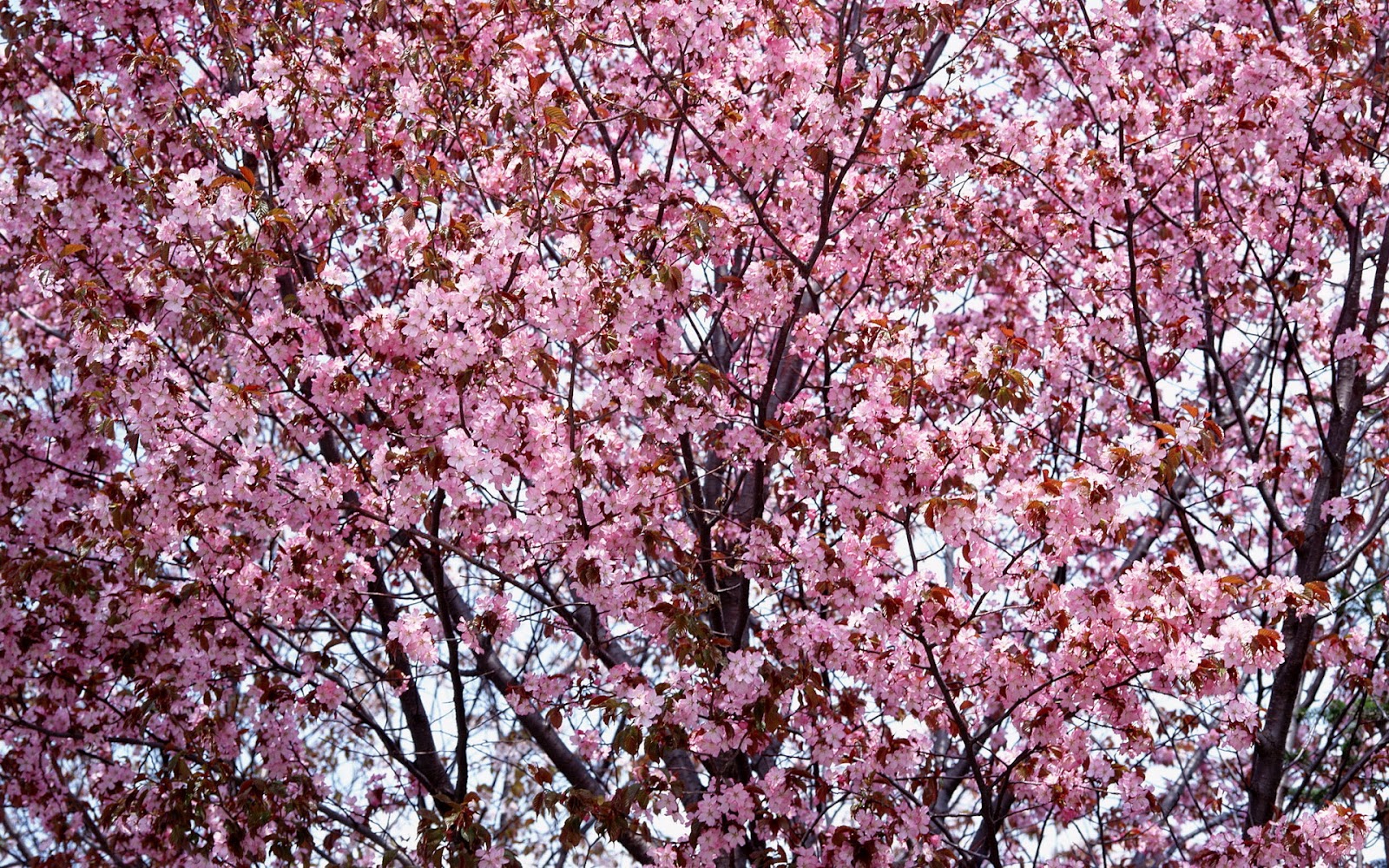 cherry blossom cherry blossom cherry blossom