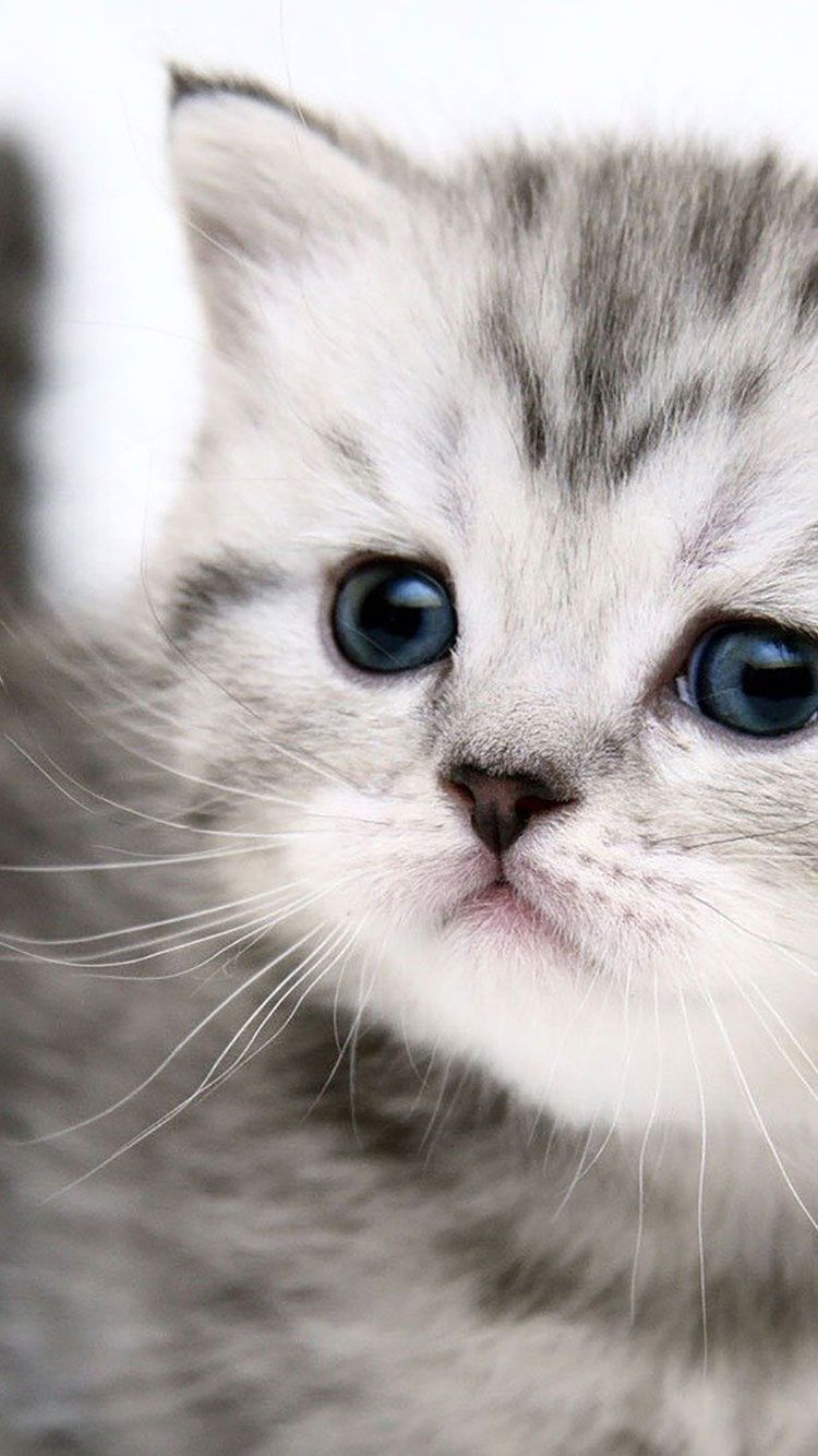 Cat iPhone Wallpaper