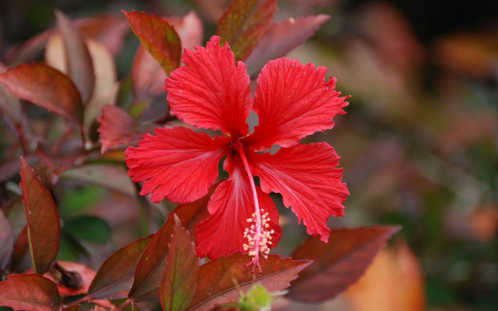 Tag Hibiscus Flowers Wallpaper Background Photos Image And
