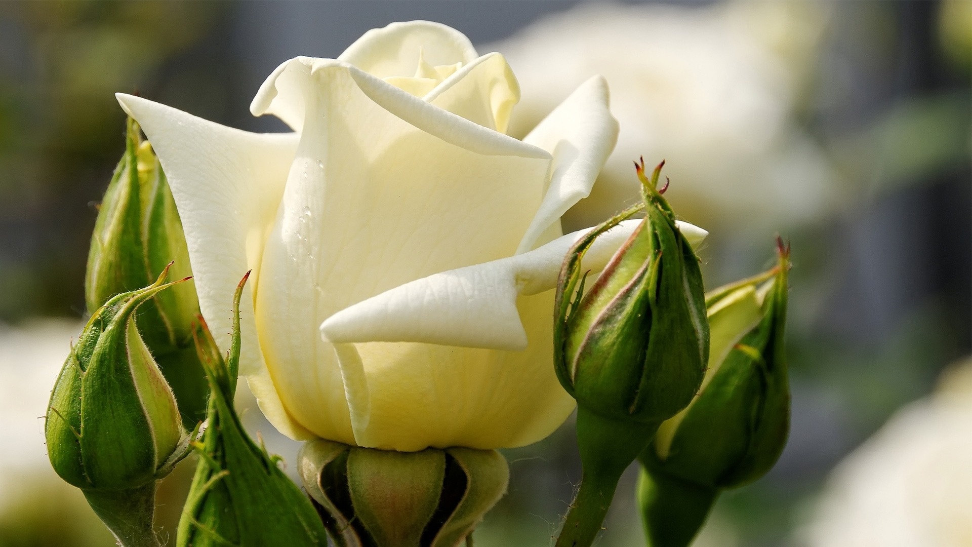 Beautiful White Roses Flower Macro Wallpaper Desktop Wallpaper with