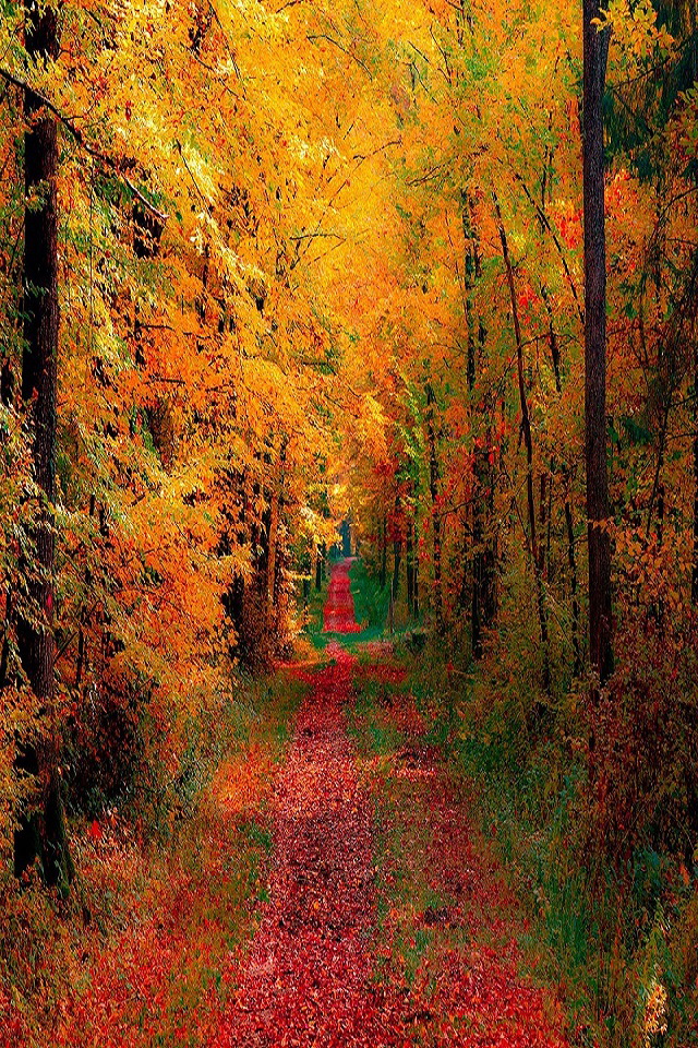Autumn Woods And Road Wallpaper iPhone
