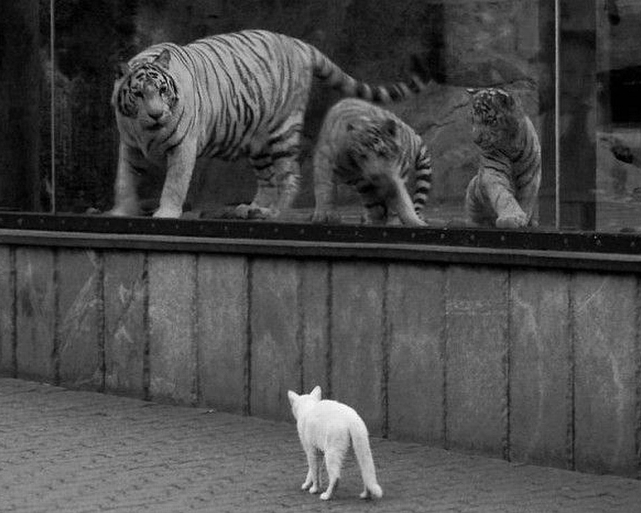 Tigers And Cat Cats Wallpaper