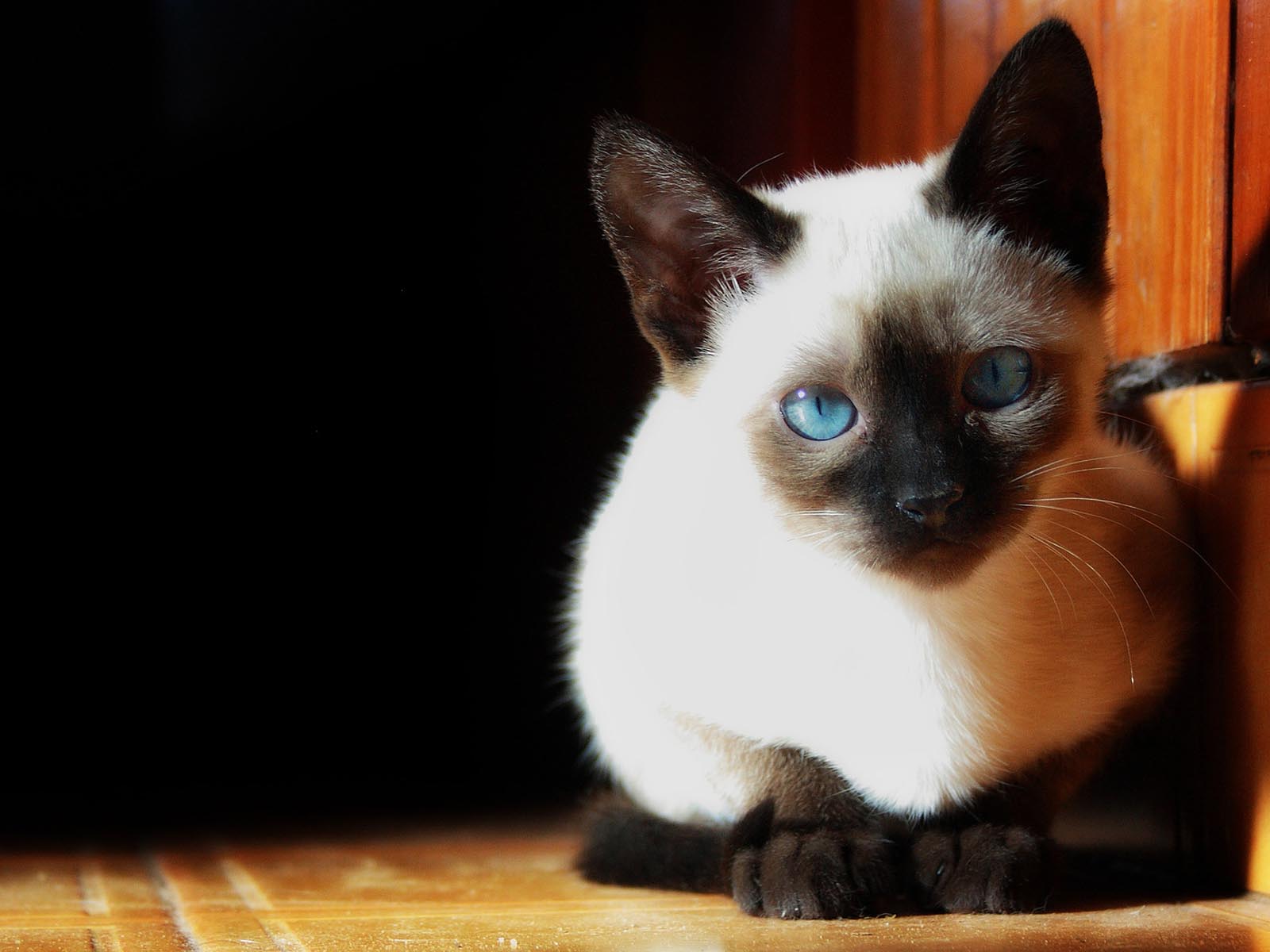 Serious Siamese Photo And Wallpaper Beautiful