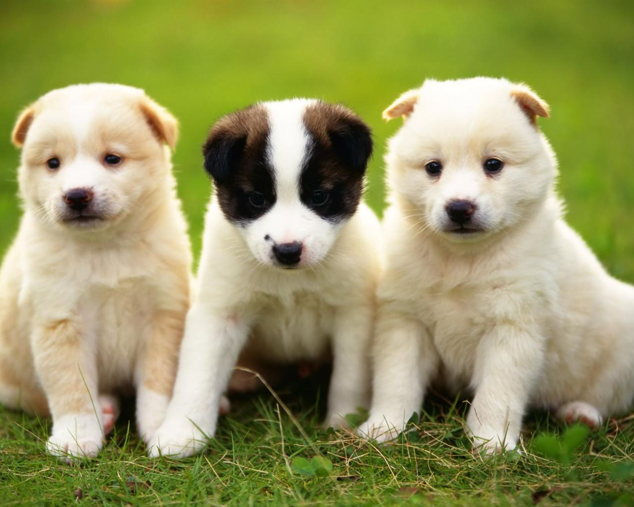 dog dogs puppy puppies awesome animals hd wallpaper   26008   HQ