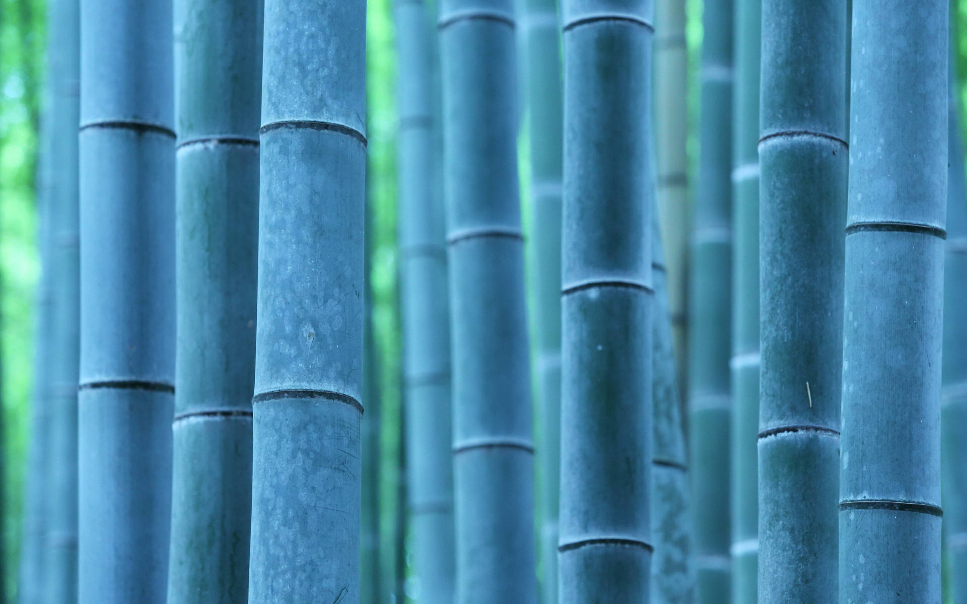 Bamboo HD Wallpaper