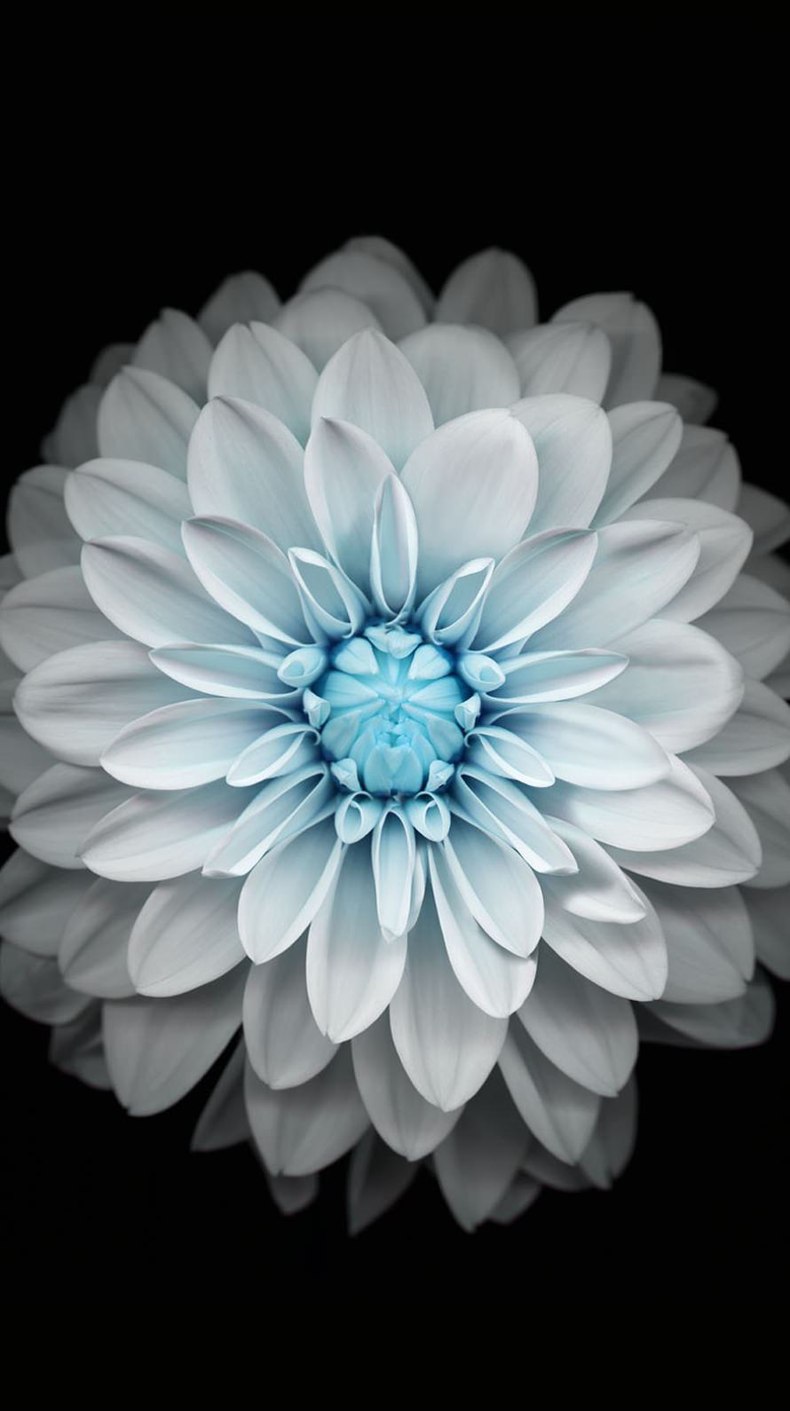 Flower Black And White Wallpaper Sc iPhone6