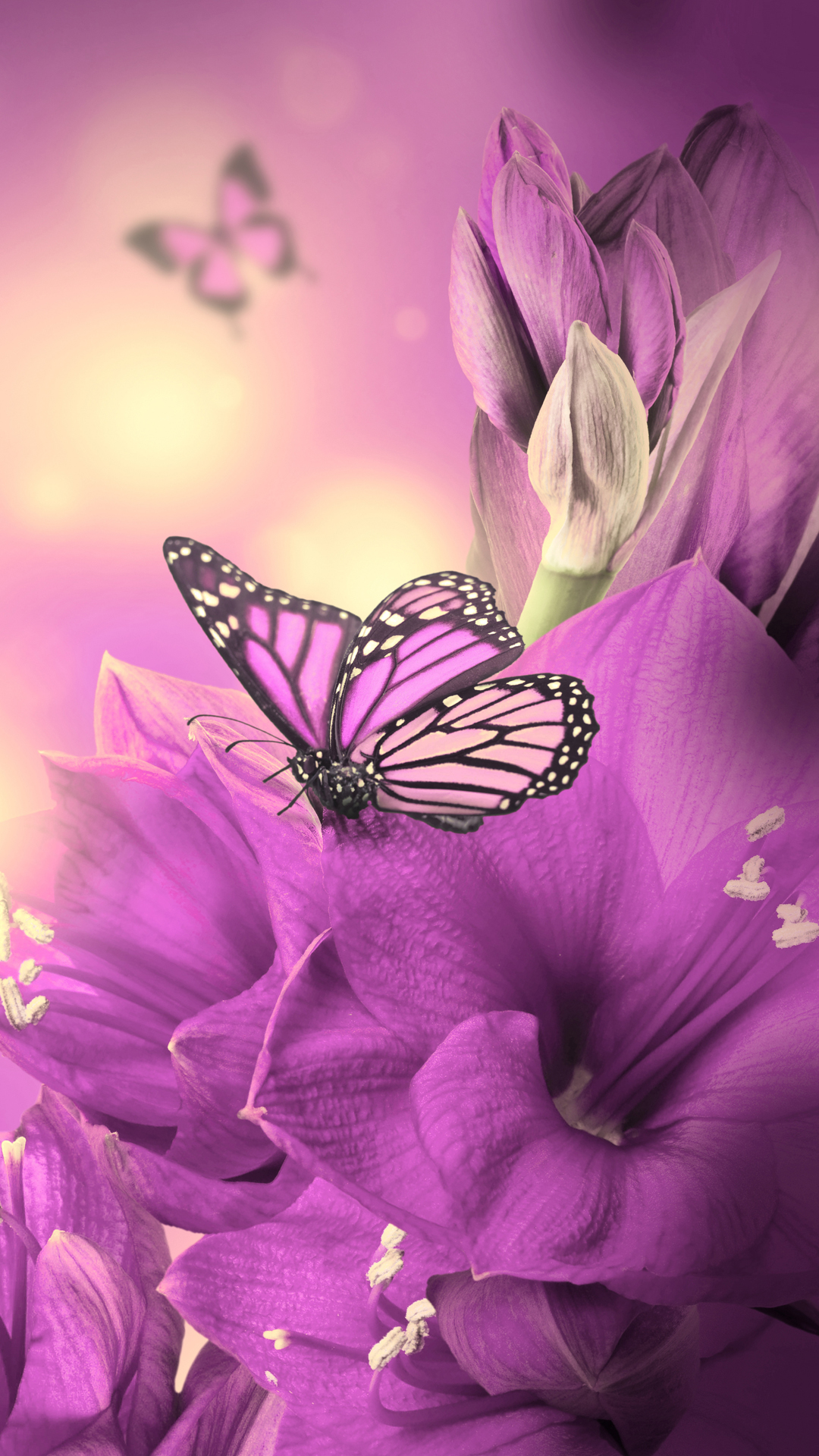 Primula Purple Butterfly iPhone Wallpaper