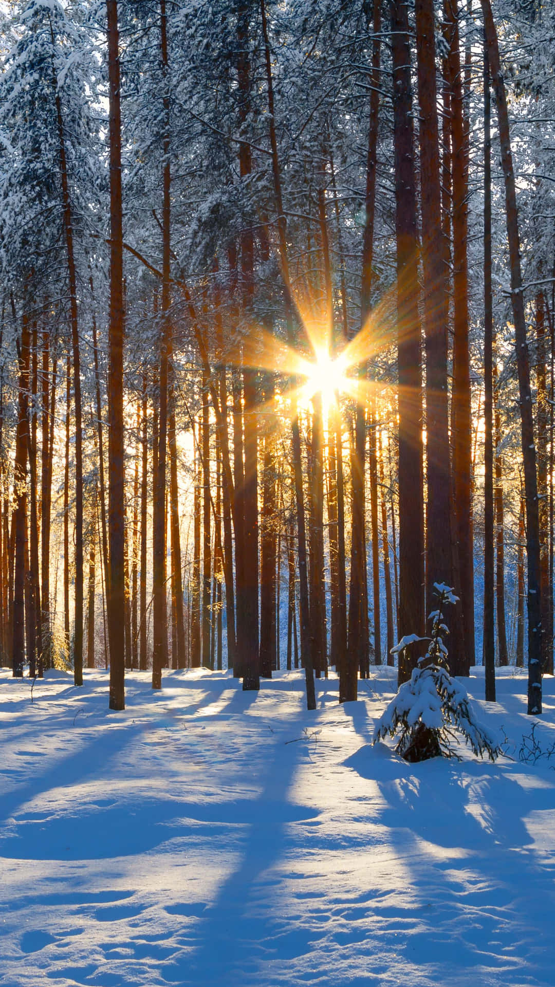 Winter Forest Phone Wallpaper