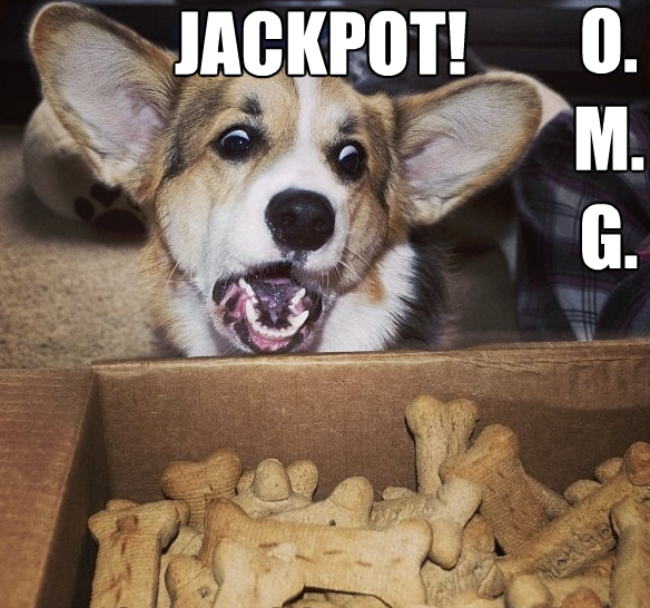 Funny Corgi Pictures With Captions Car