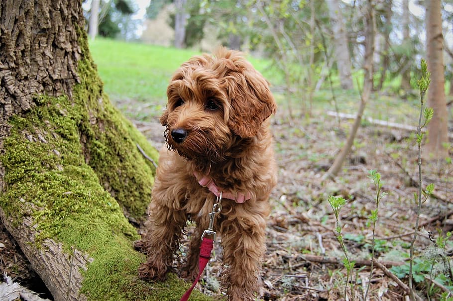 HD Wallpaper Puppy Exploring Mossy Tree