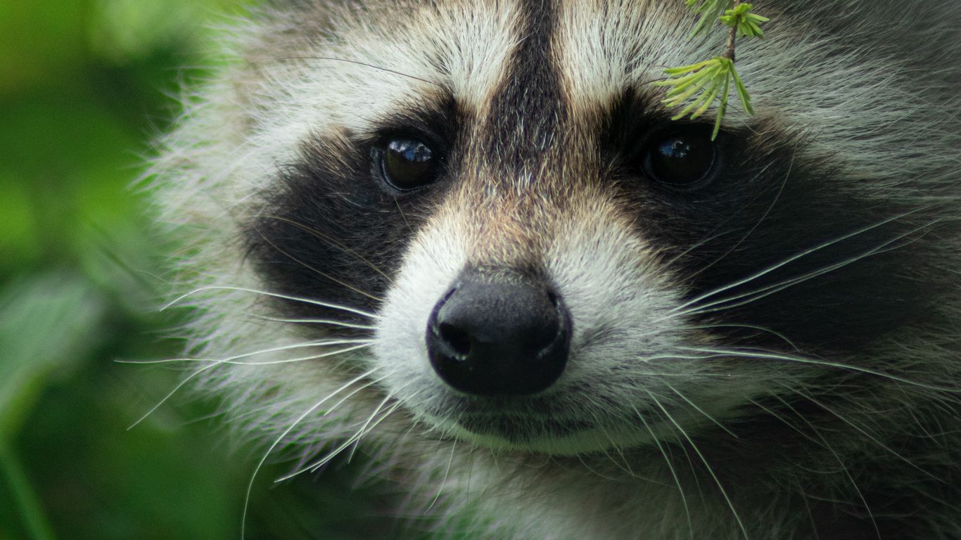 Wallpaper Raccoon Cute Muzzle Animal Tablet