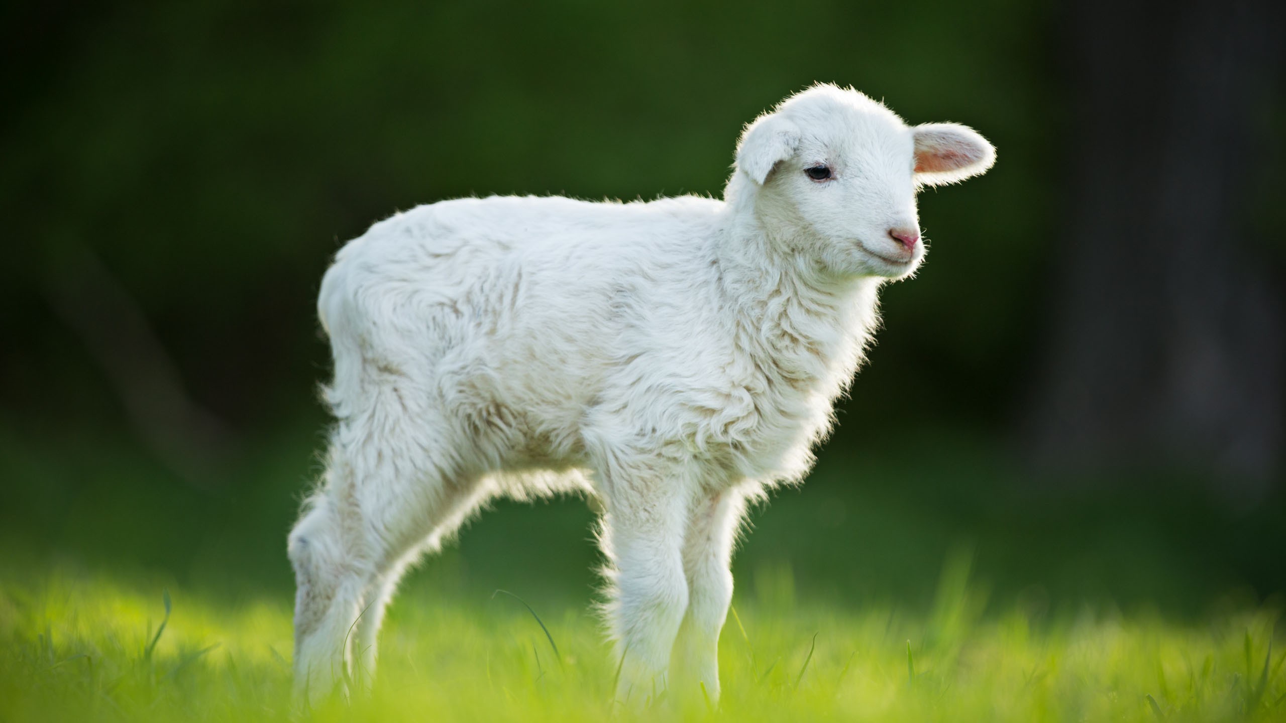 White Lamb Is Standing On Green Grass In Blur Background HD Wallpaper