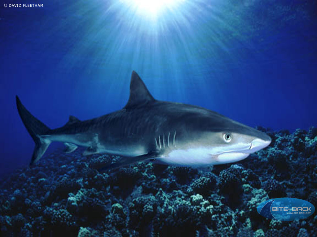 Shark Desktop Wallpaper HD