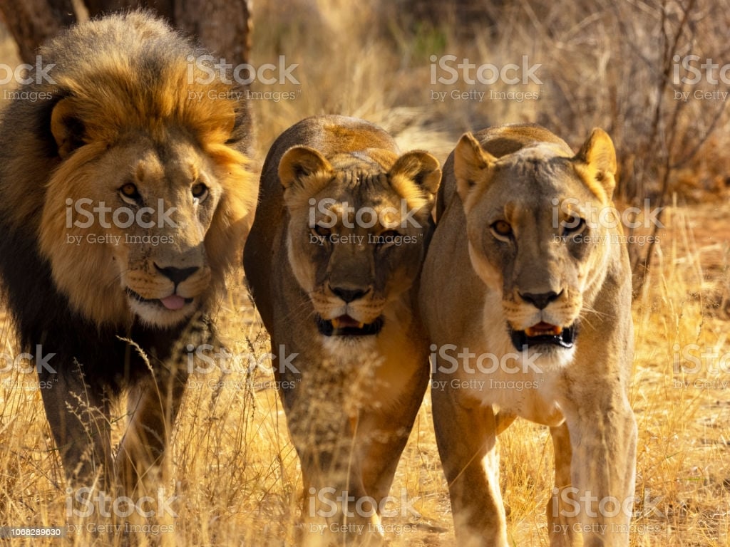 Lion Family In The Wild Stock Photo   Download Image Now   iStock 1024x768