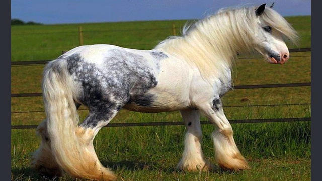 Cool Horse Wallpaper iPhone Mobile Analytics And App Store Data