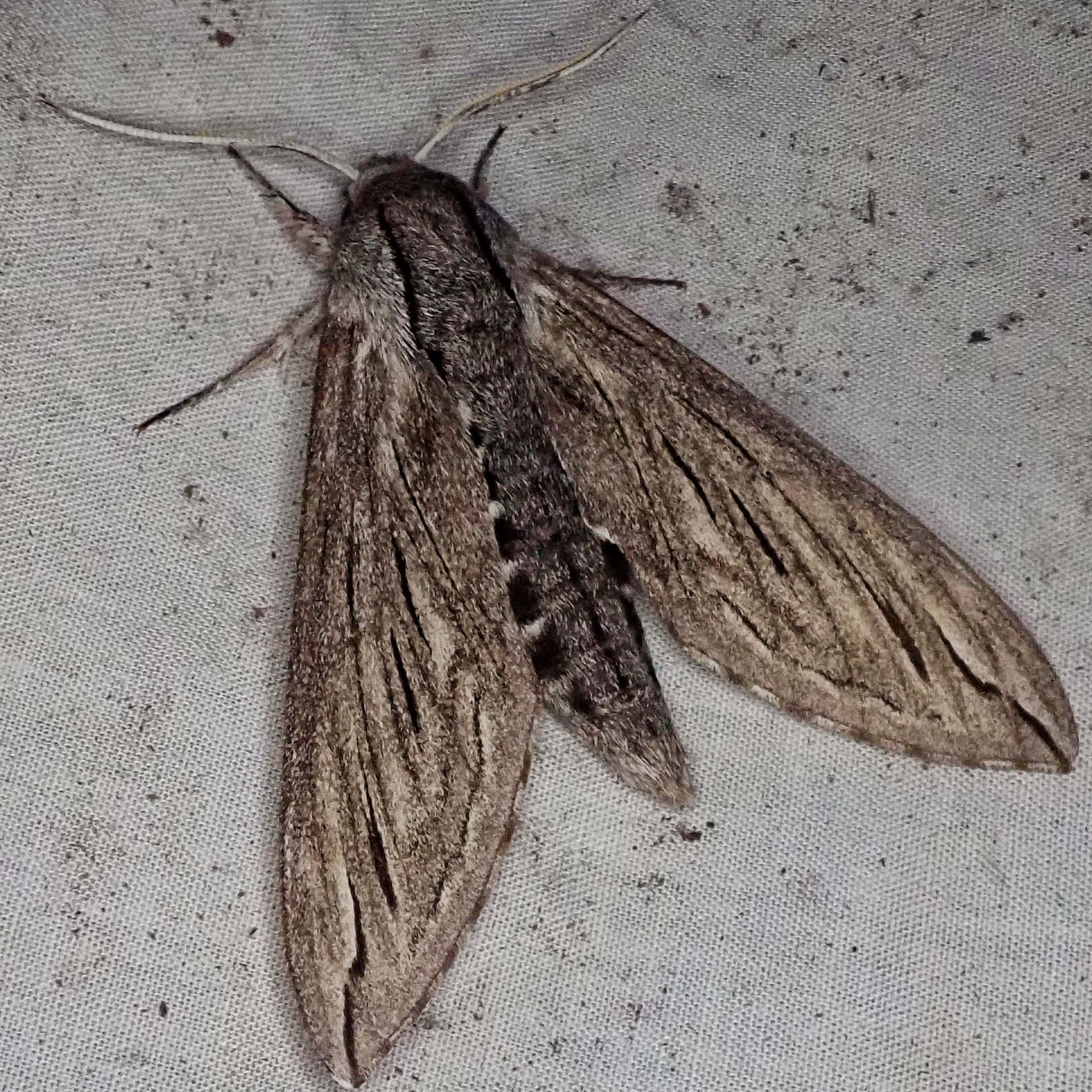 Sphinx Moth Wallpaper