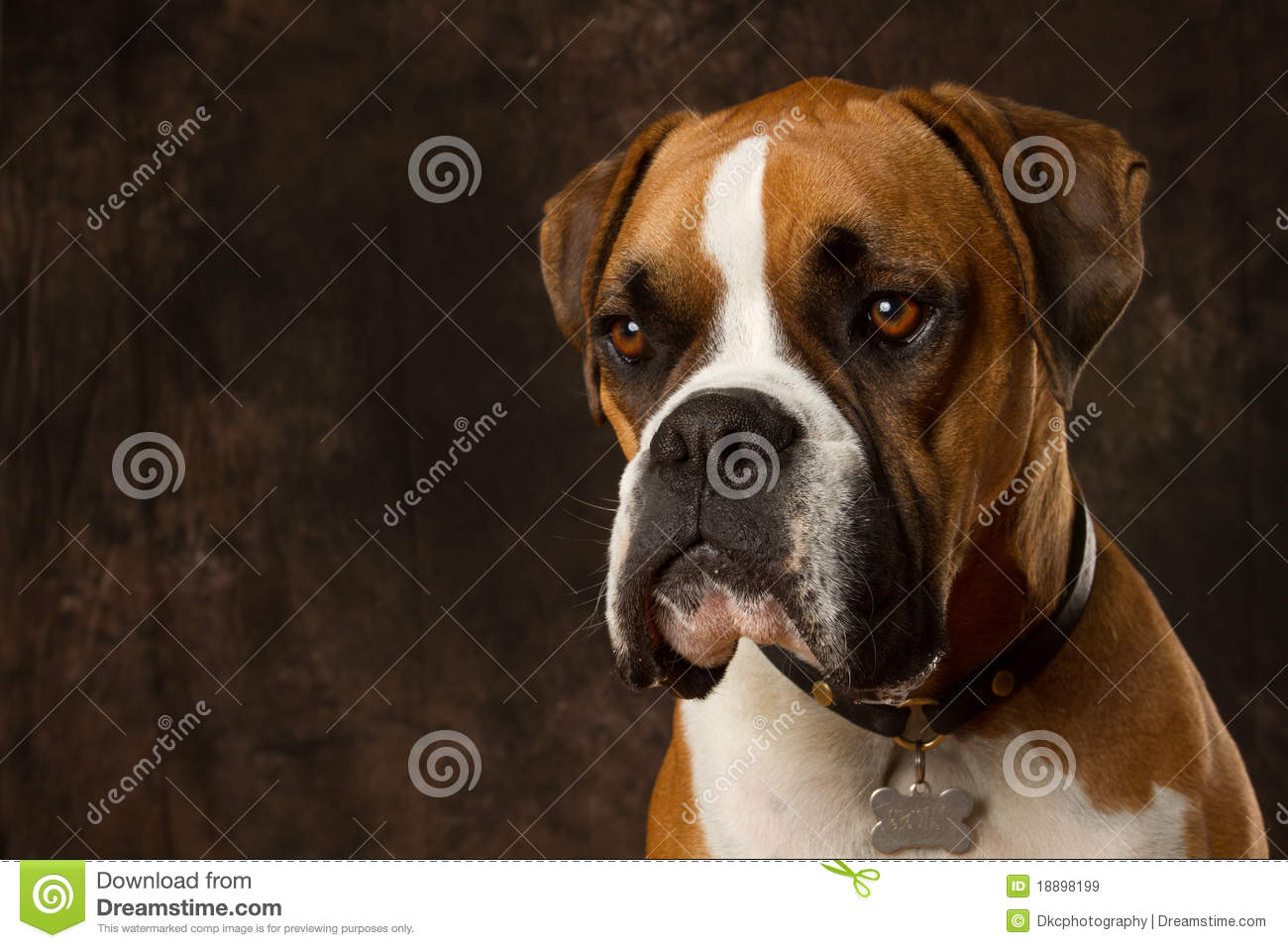 Boxer Dogs Profile Desktop Wallpaper Dogbreedswallpaper