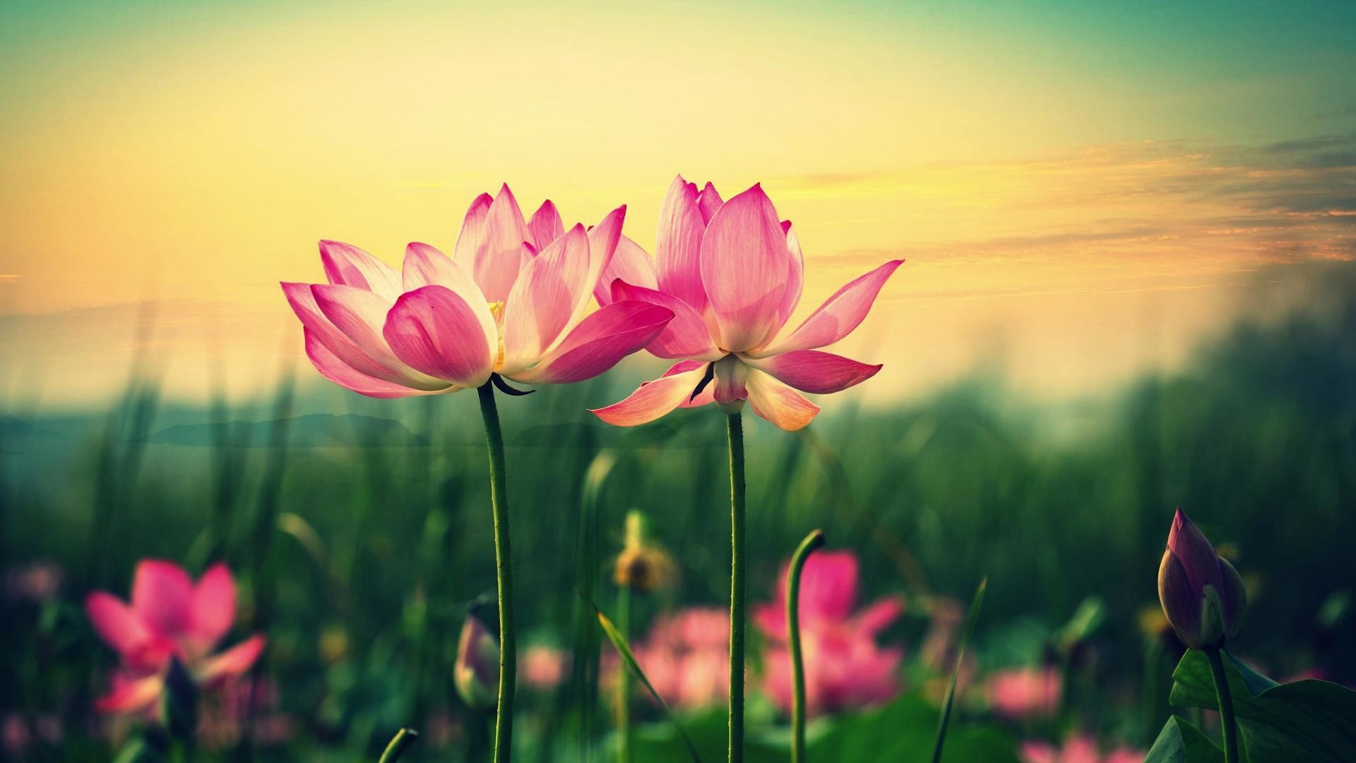 Floral Desktop Background Wallpaper