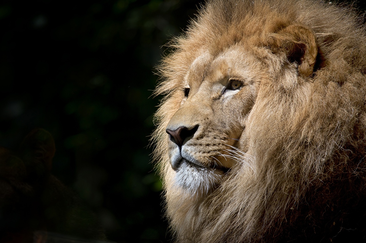 Image Lion Snout Head Animals Staring Closeup Black Background