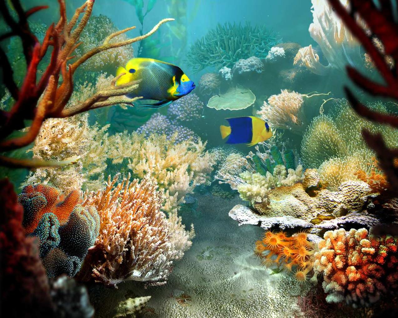 Wallpaper Tropical HD Coral Reef Fish