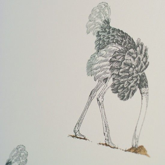 Ostrich Wallpaper Small Pencil On Bone By Beware The Moon For Firefly