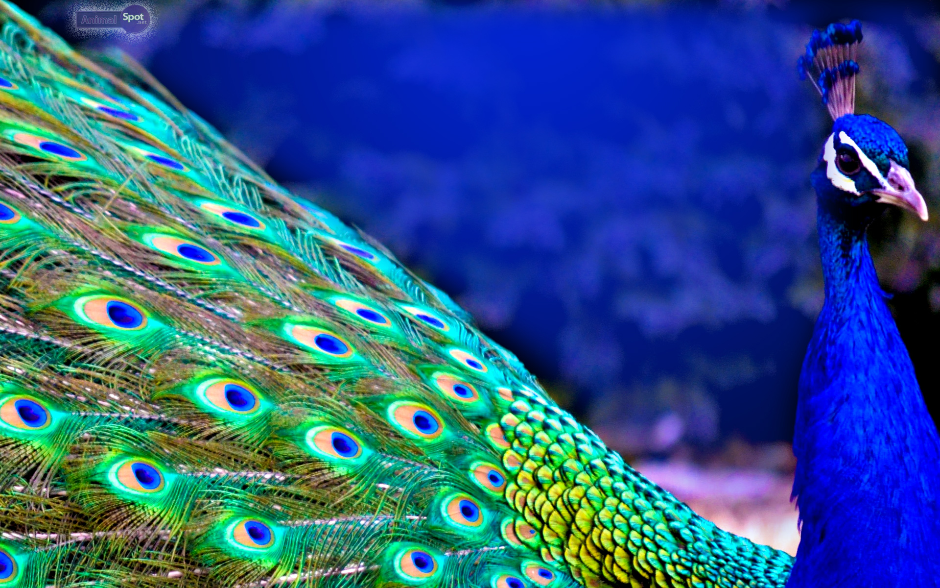 Wallpaper Peacock Feathers Background
