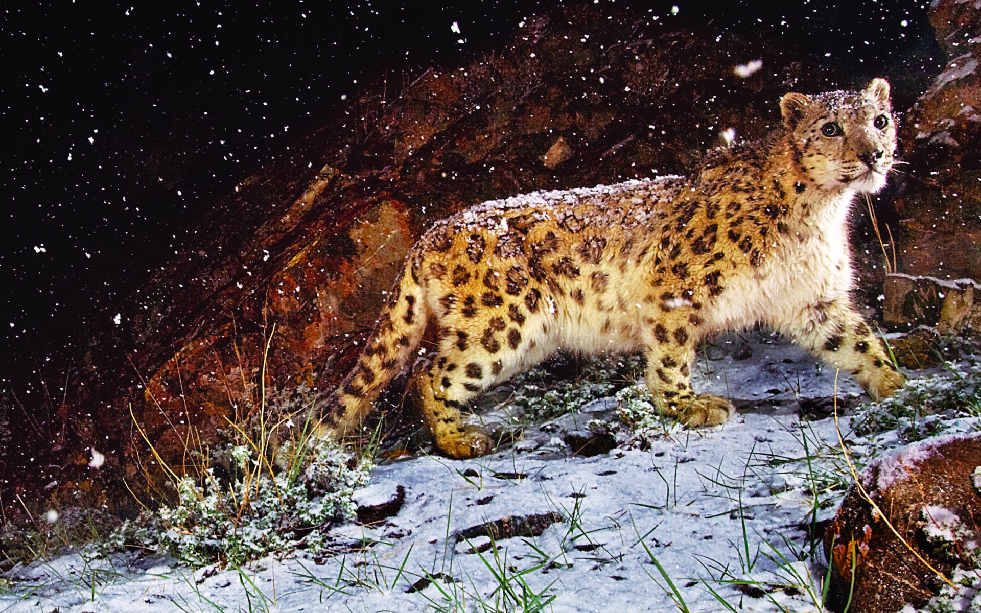 Leopard In Snow Wallpaper High Quality Desktop