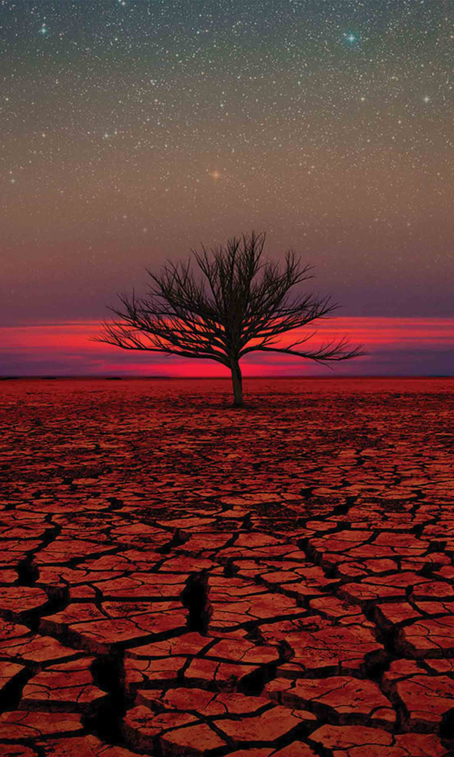 Desert Sunset Tree Mobile Wallpaper Miniwallist