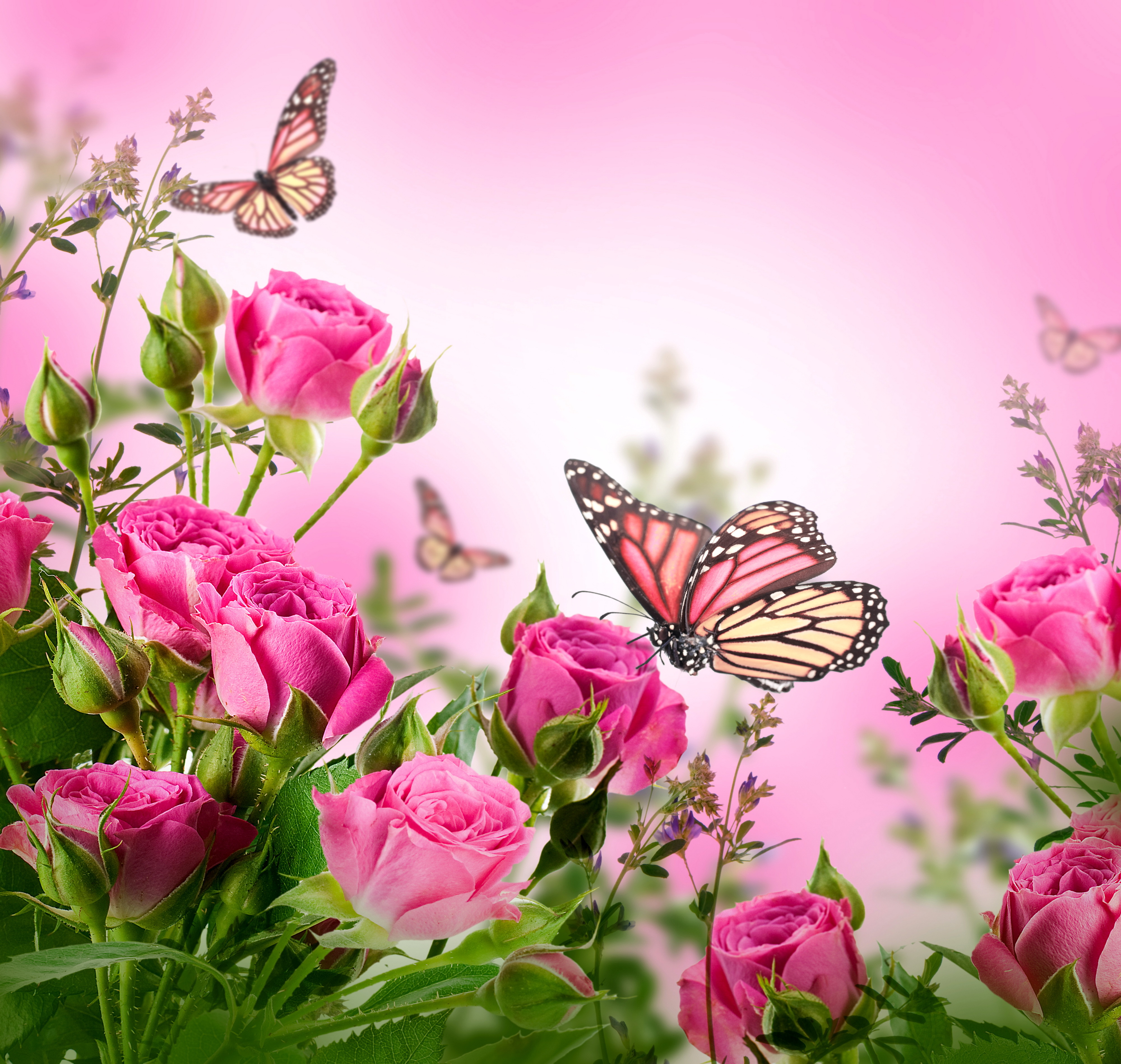 Roses Flowers Pink Butterflies Blossom Beautiful