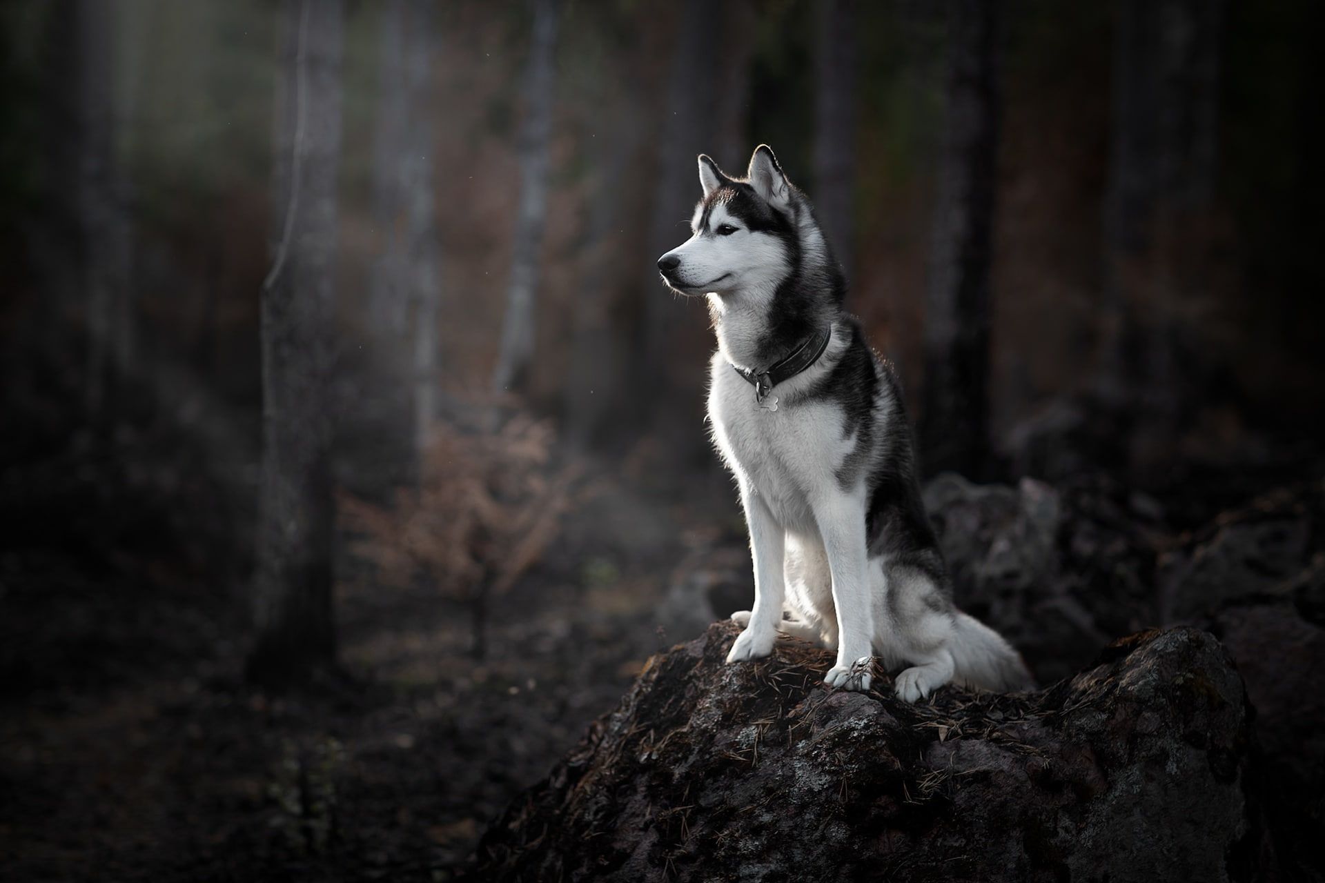 A majestic husky dog sits on a rocky mound in a dimly lit forest, its gaze fixed on the distance