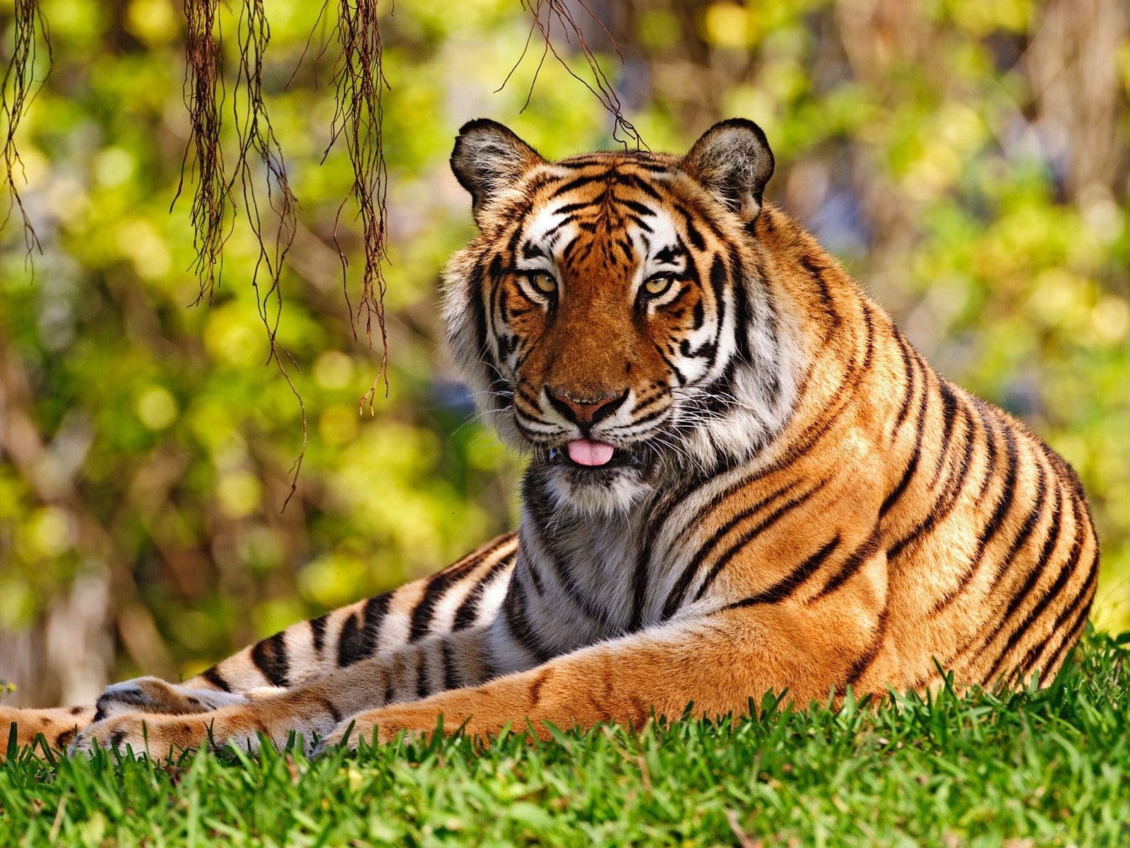 Get the best size of Tiger Wallpaper and Desktop tiger wallpapers here