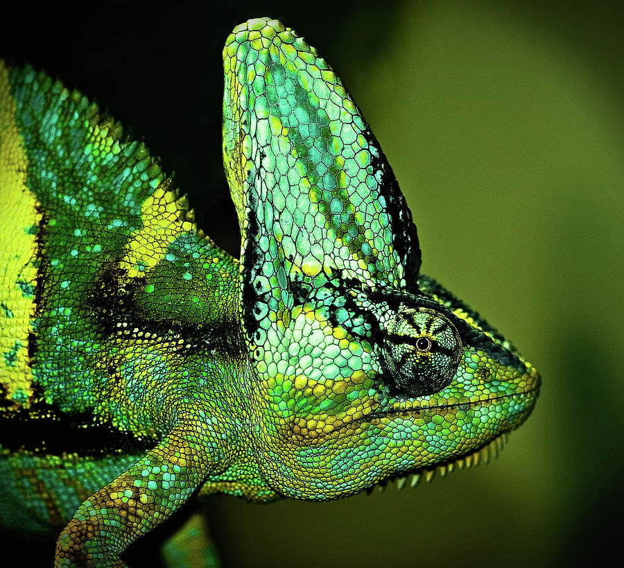 Pin Chameleon Digital Animals Wallpaper