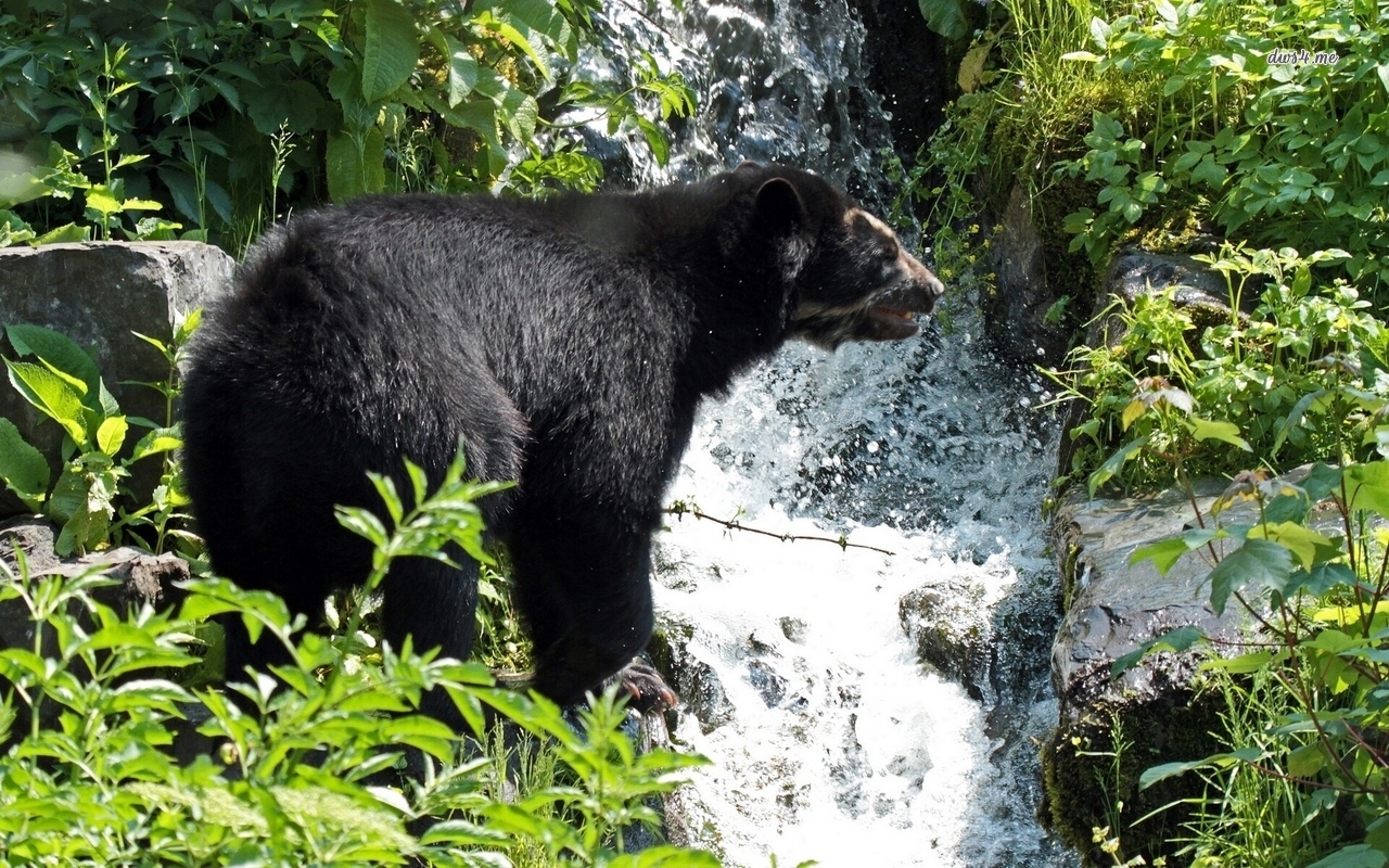 American Black Bear Wallpaper Animal