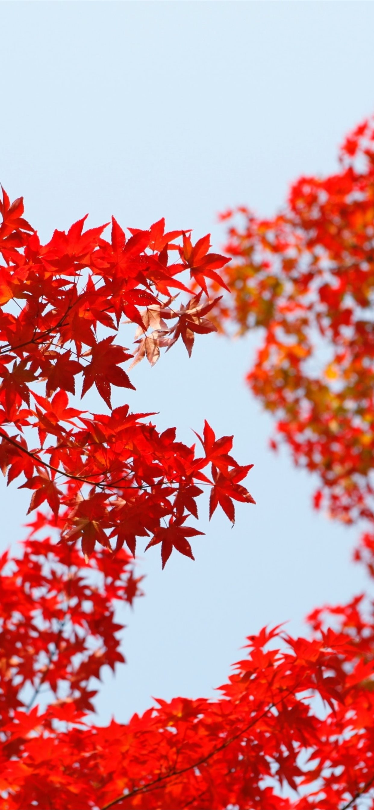 Autumn Red Leaf Orange iPhone Wallpaper