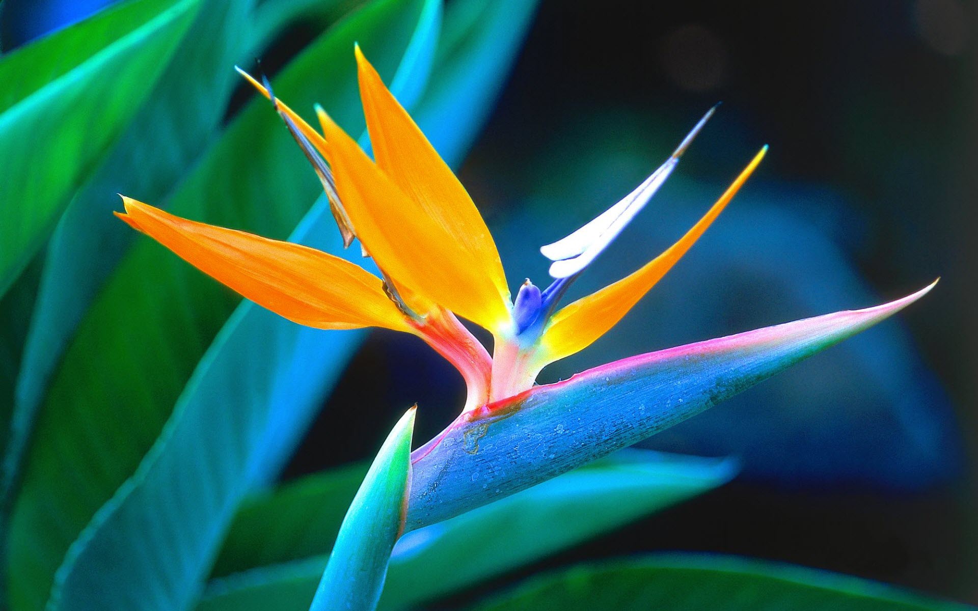 Bird of Paradise Wallpapers HD Wallpapers