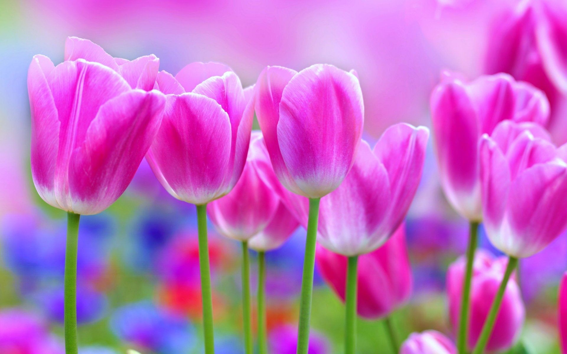 Beautiful Flowers Wallpaper Image