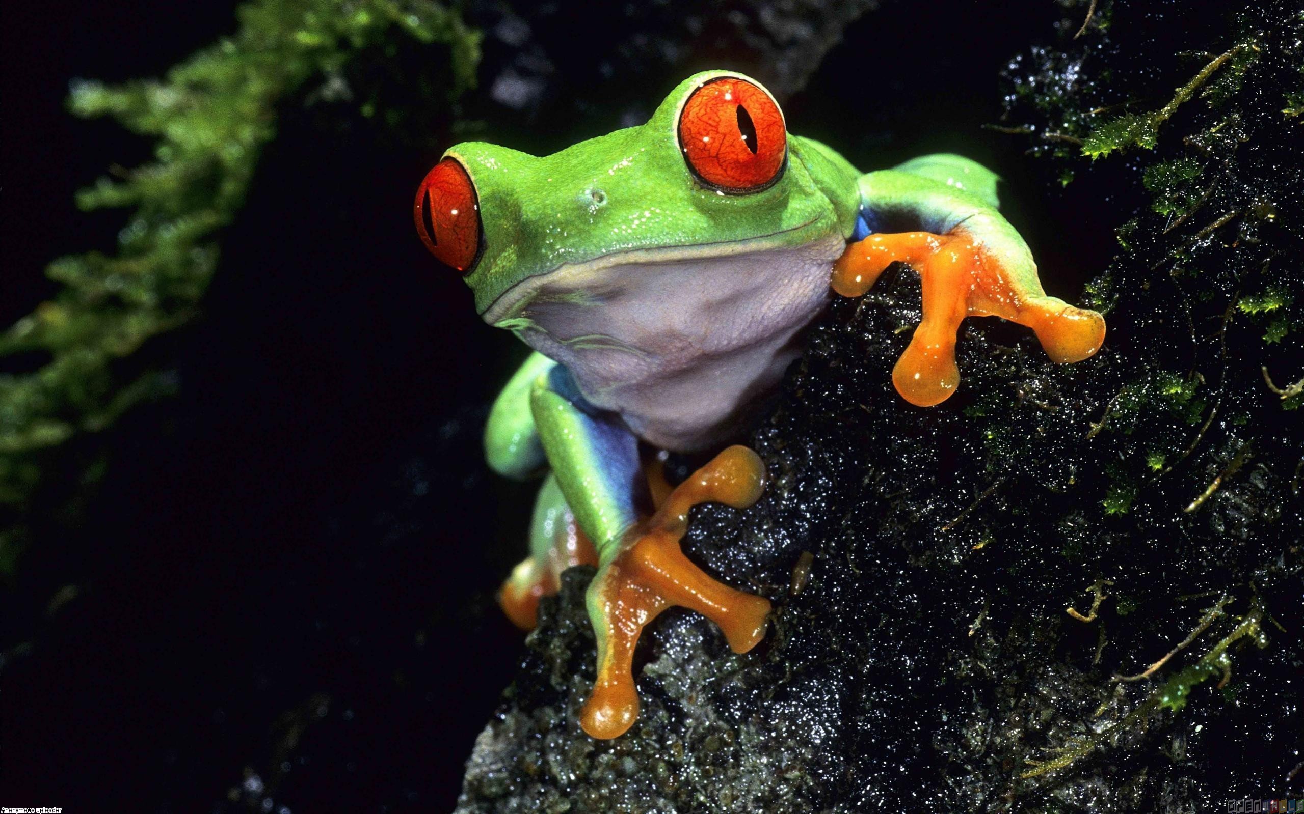 Download Cute Real Frog For Desktop Background Wallpaper