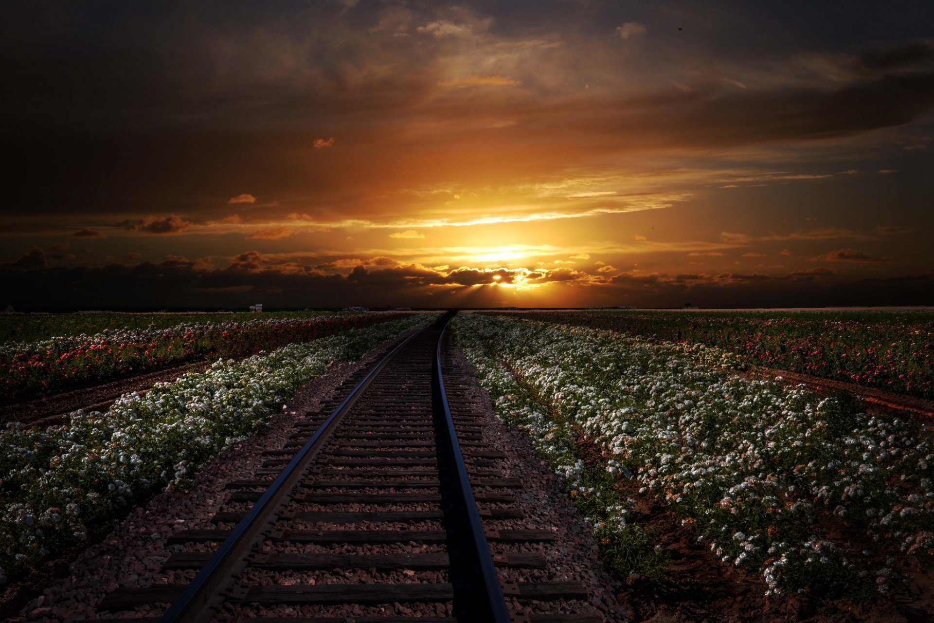 Rails Railroad Of The Field Flower Distance Sunset HD