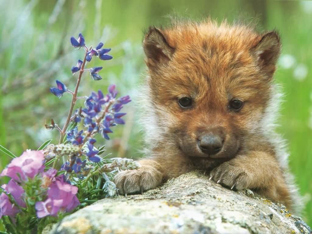 Baby Wolf Background Wallpaper HD