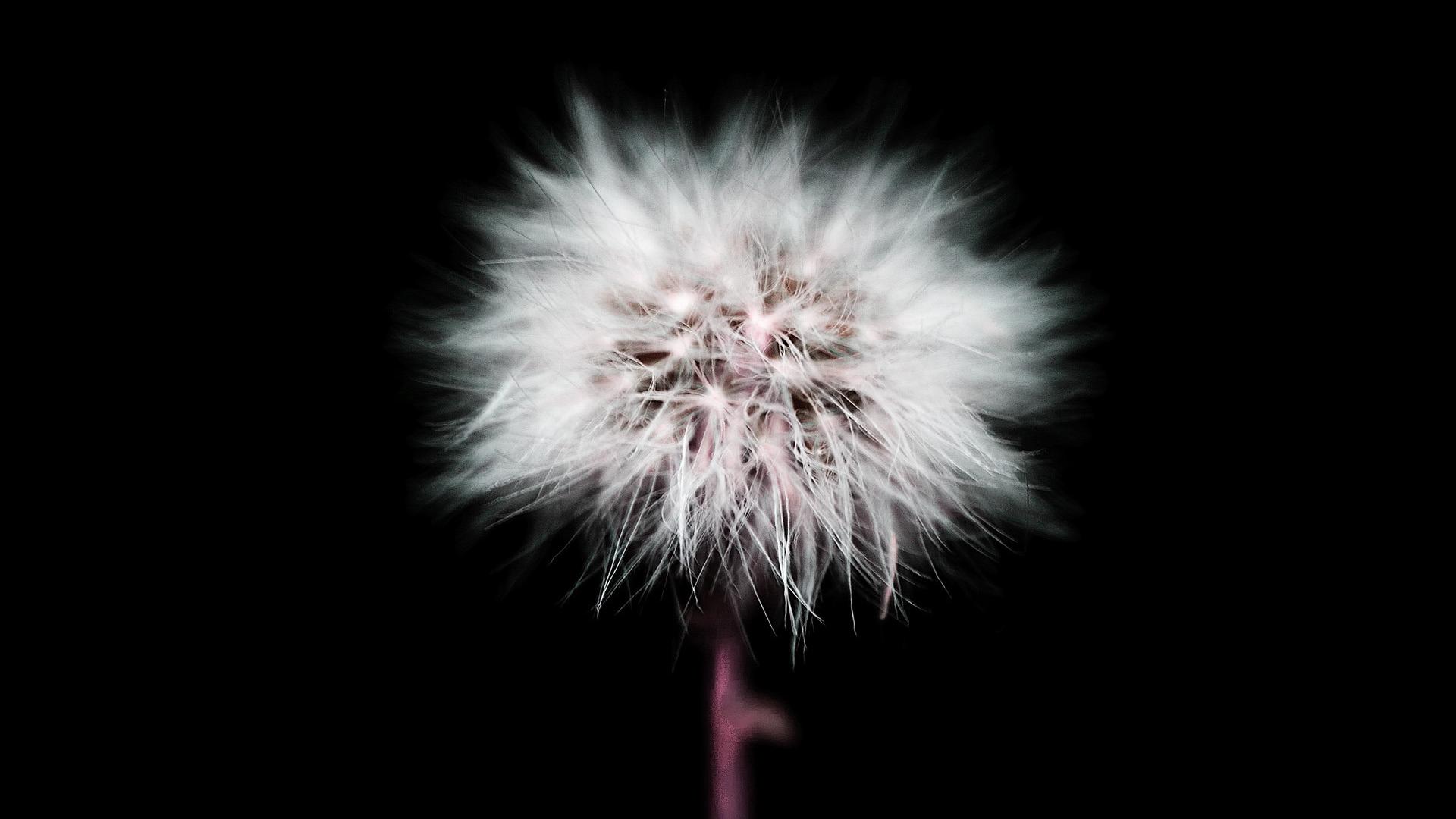 Cute White Dandelion In Black Background Widescreen And HD Background