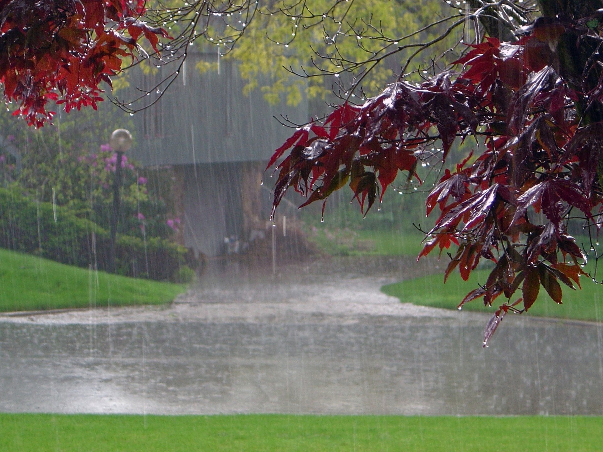 Red Maple Leaves in the Rain